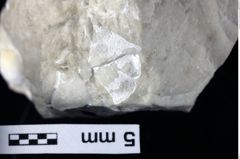 Foto (Detailansicht) von Coelopus hoheneggeri (Moericke, 1889) (NHMW-GEO-1990-0041-0413)